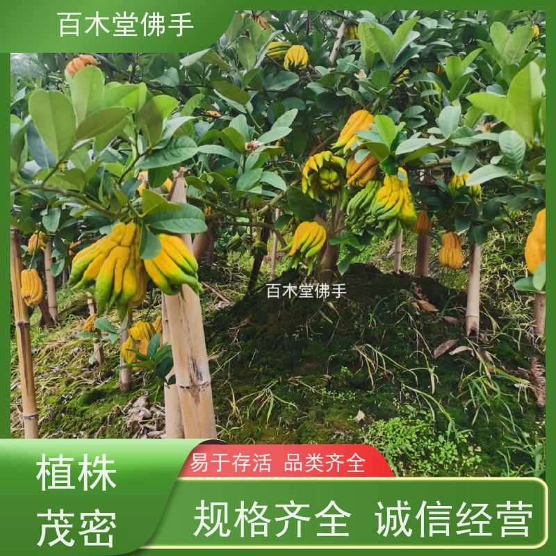 百木堂 宜 宾佛手 城市景观绿化树 用于室内外盆景