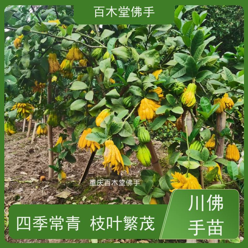百木堂 巴 中佛手 观赏植物 附加值高 用于庭院装饰