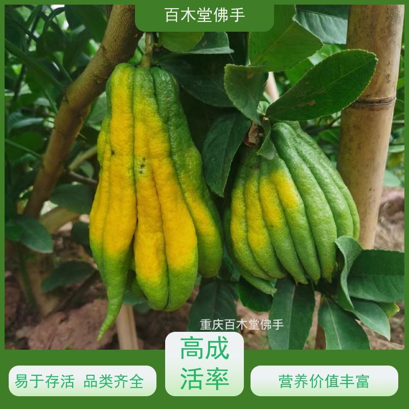 百木堂 内 江佛手 产量高 用途广泛 种苗基地直供 