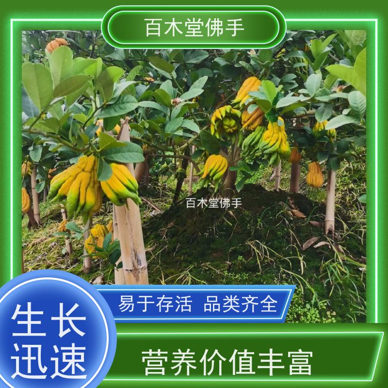 百木堂 石 柱佛手 城市景观绿化树 用于室内外盆景