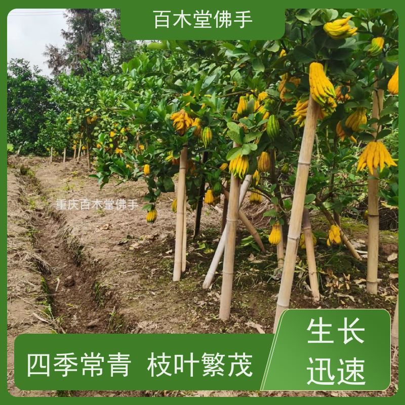 百木堂 遂 宁佛手 适用性强 规格齐全 中药材种植基地 