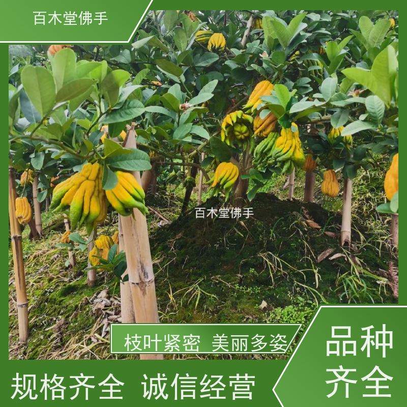 百木堂 遂 宁佛手 道路绿化行道苗 种苗基地直供 