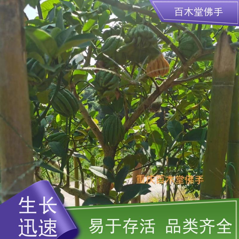 百木堂 绵 阳佛手 枝叶紧密 美丽多姿 中药材种植基地 