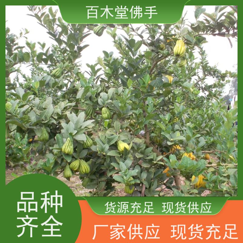 百木堂 绵 阳佛手基地 观赏植物 附加值高 用于庭院装饰