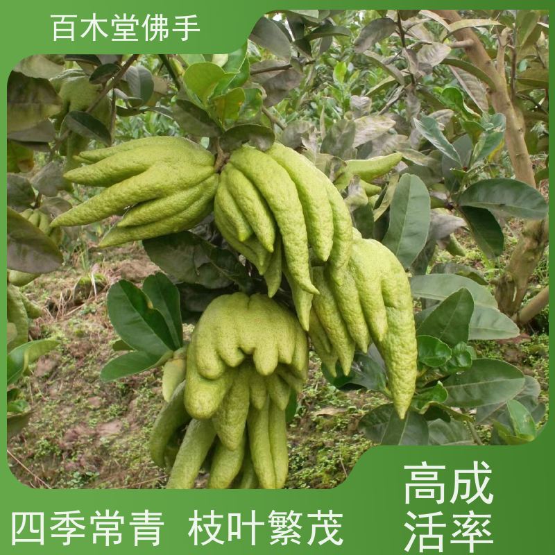 百木堂 万 州佛手 造型优美 易成活 用于室内外盆景