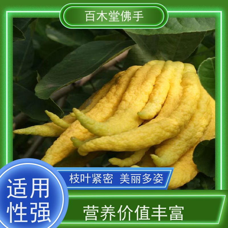 百木堂 万 州佛手 园林景区栽植 用于室内外盆景