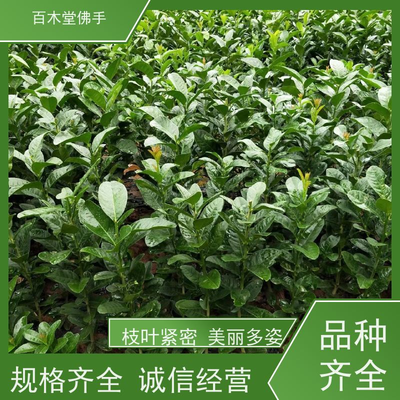 百木堂 金佛手基地 高成活率 较耐干旱 生长迅速