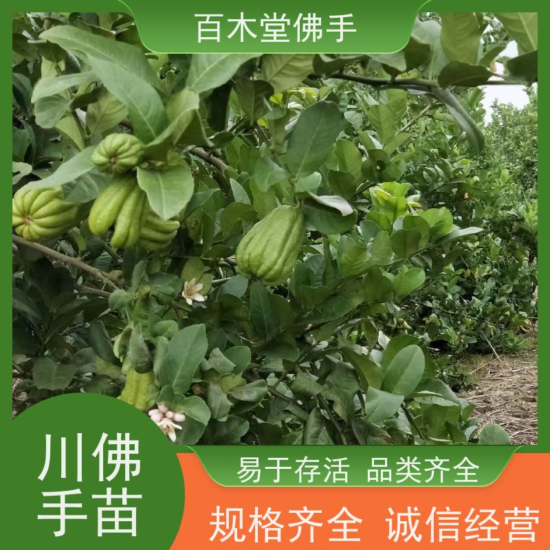 百木堂 南 充佛手批发 枝叶紧密 美丽多姿 用于室内外盆景