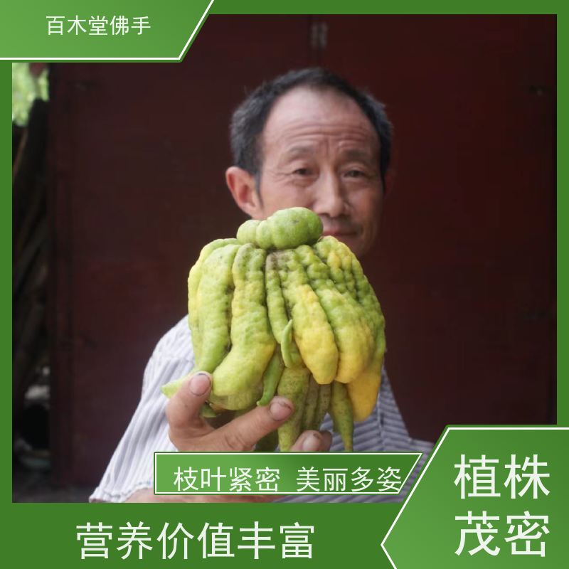 百木堂 南 充佛手基地 产量高 用途广泛 植株茂密
