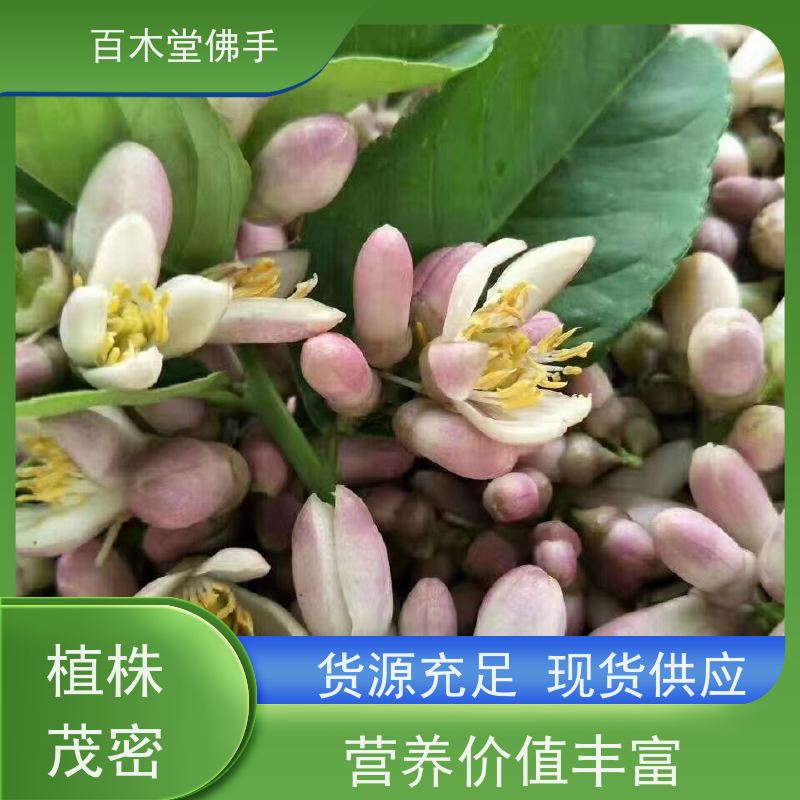 百木堂 内 江佛手基地 枝叶紧密 美丽多姿 用于庭院装饰