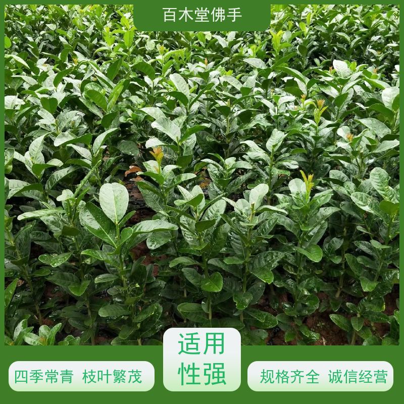 百木堂 内 江佛手批发 生长环境适应性强 用于庭院装饰