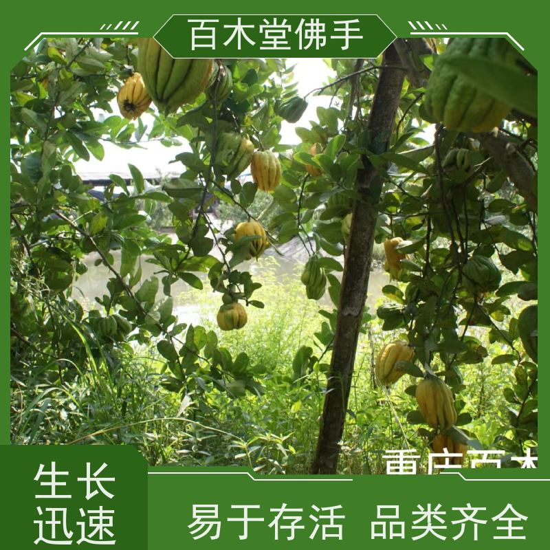 百木堂 沙 湾佛手批发 造型优美 易成活 生长迅速