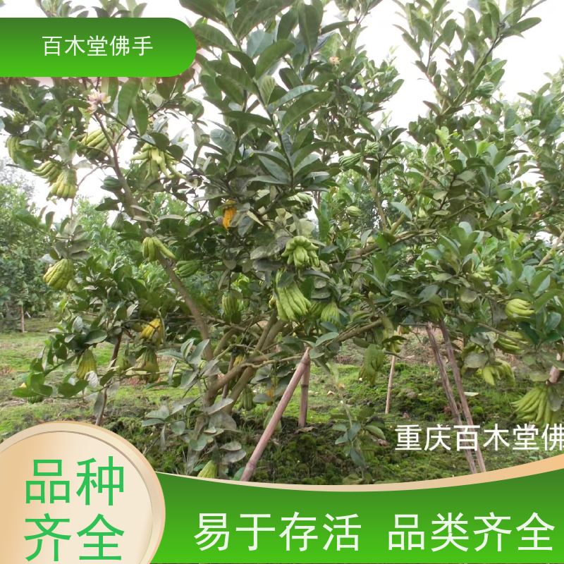 百木堂 中药材苗 枝叶紧密 美丽多姿 用于庭院装饰