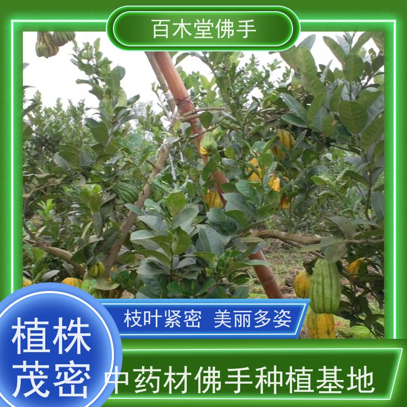 百木堂 南 充佛手基地 城市景观绿化树 植株茂密
