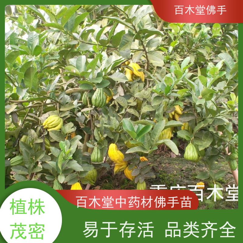 百木堂 广佛手基地 城市景观绿化树 用于庭院装饰