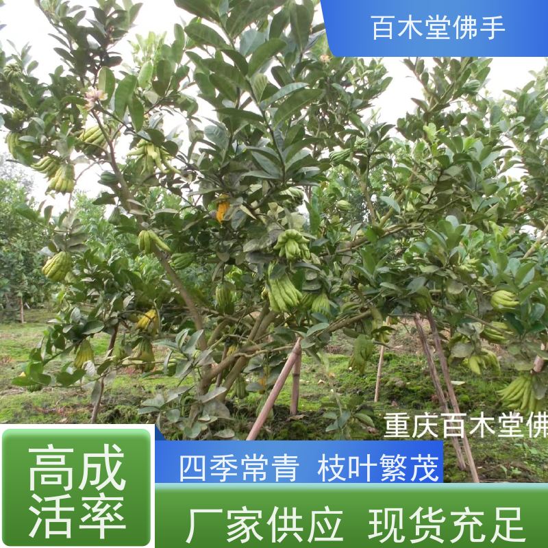 百木堂 重 庆佛手基地 道路绿化行道苗 生长迅速