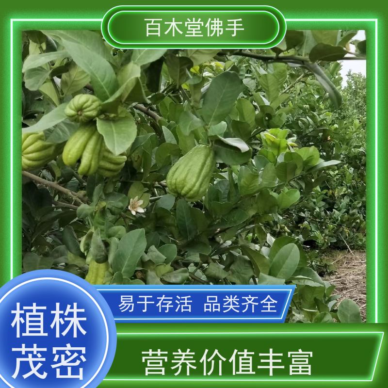 百木堂 绵 阳佛手基地 观赏植物 附加值高 用于室内外盆景