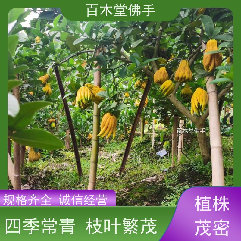百木堂 四川佛手苗 植株茂密 生长迅速 种苗基地直供