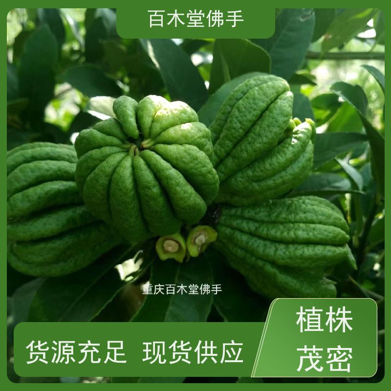 百木堂 佛手苗基地 产量高 用途广泛 道路绿化行道苗
