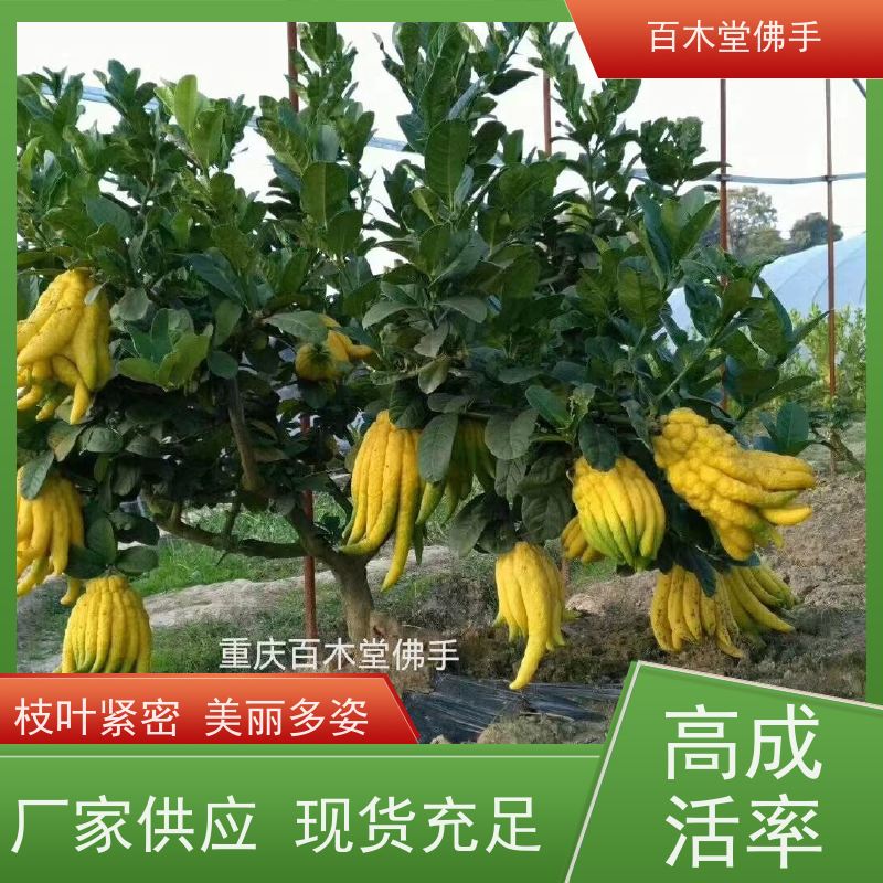 百木堂 佛手苗批发 生长环境适应性强 园林景区栽植