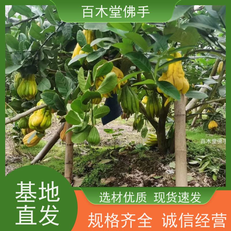 百木堂 中药材种苗 植株茂密 生长迅速 园林景区栽植