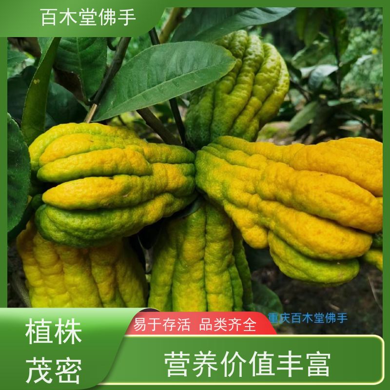百木堂 佛手苗 观赏植物 附加值高 中药材种植基地 