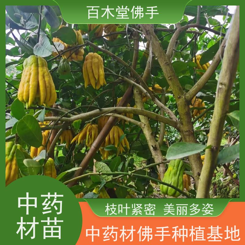 百木堂 乐山佛手苗 生长环境适应性强 种苗基地直供