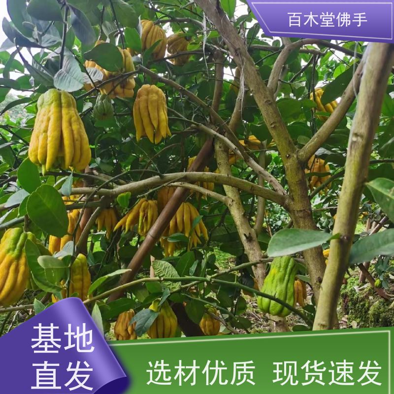 百木堂 中药材种苗 造型优美 易成活 道路绿化行道苗