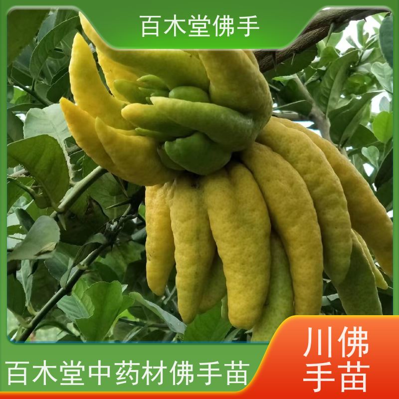 百木堂 万 州佛手苗 观赏植物 附加值高 植株茂密