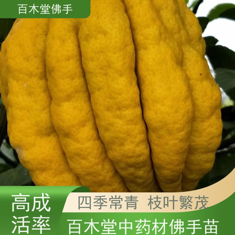 百木堂 南 充佛手苗 枝叶紧密 美丽多姿 生长迅速