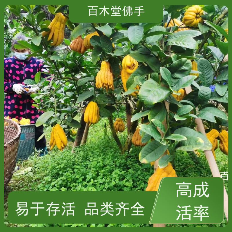 百木堂 宜 宾佛手苗 园林景区栽植 种苗基地直供 
