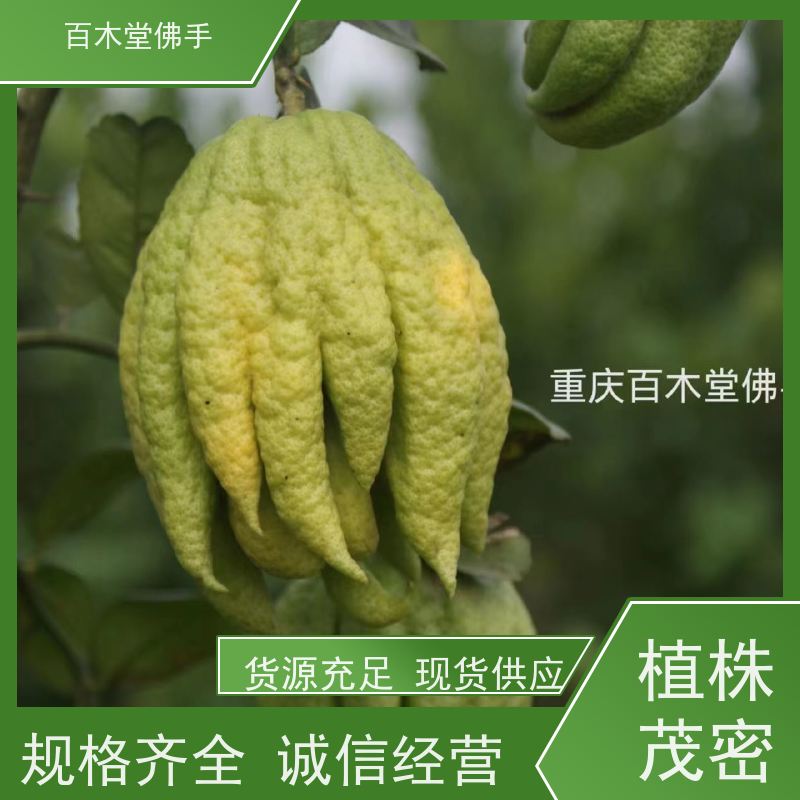 百木堂 铜 梁佛手苗 高成活率 较耐干旱 种苗基地直供 