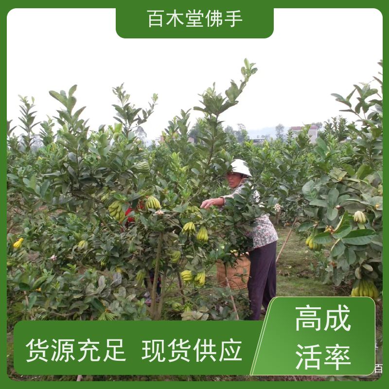 百木堂 石 柱佛手苗 观赏植物 附加值高 品种齐全