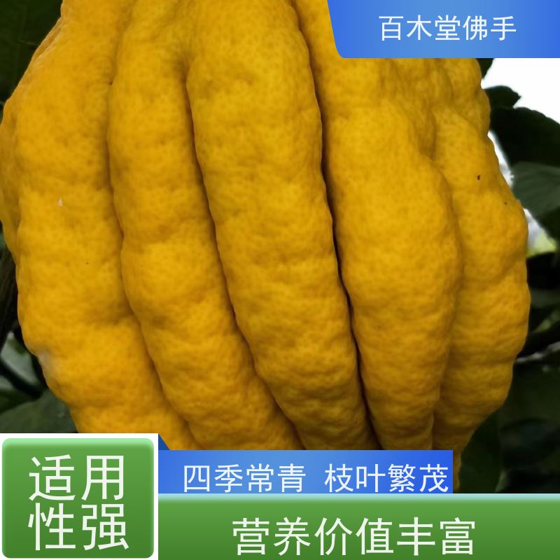 百木堂 自 贡佛手苗 造型优美 易成活 中药材种植基地 