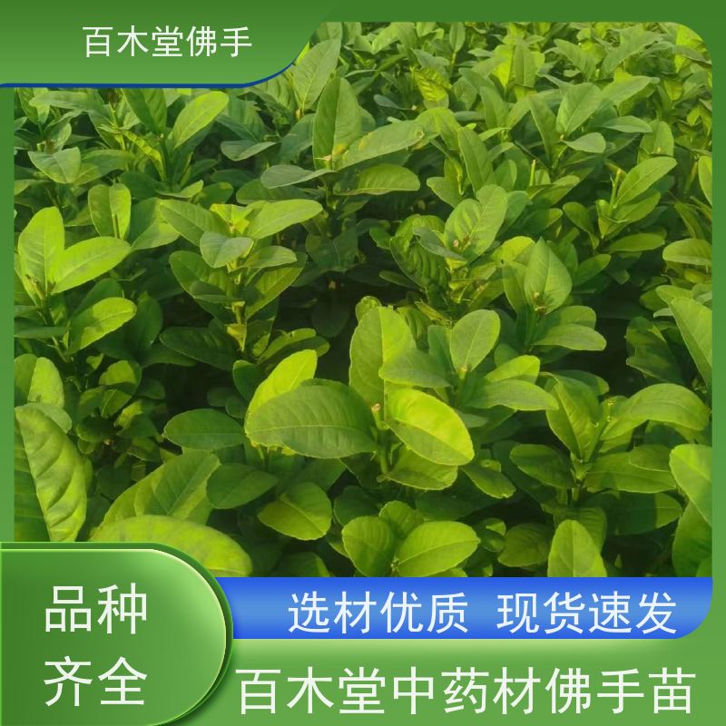 百木堂 忠 县佛手苗 造型优美 易成活 中药材种植基地 
