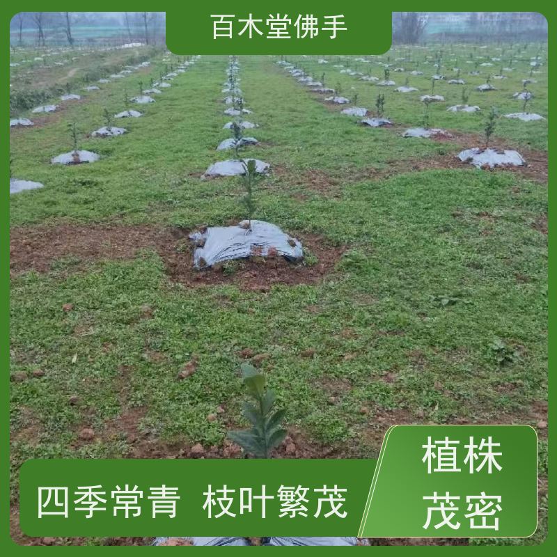 百木堂 重庆佛手苗 生长环境适应性强 种苗基地直供 