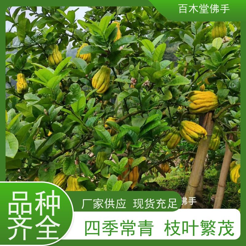 百木堂 均 连佛手苗 产量高 用途广泛 道路绿化行道苗