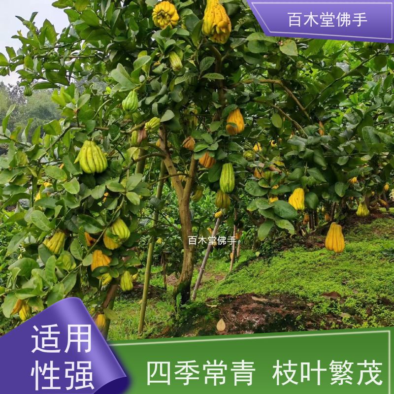 百木堂 万 源佛手苗 观赏植物 附加值高 道路绿化行道苗