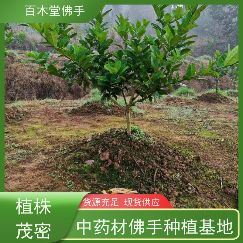 百木堂 达 州佛手苗 观赏植物 附加值高 道路绿化行道苗