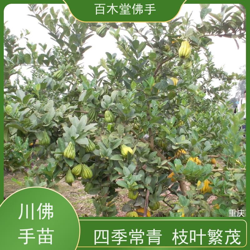 百木堂 四 川佛手苗 树形丰富 成活率高 中药材种植基地 