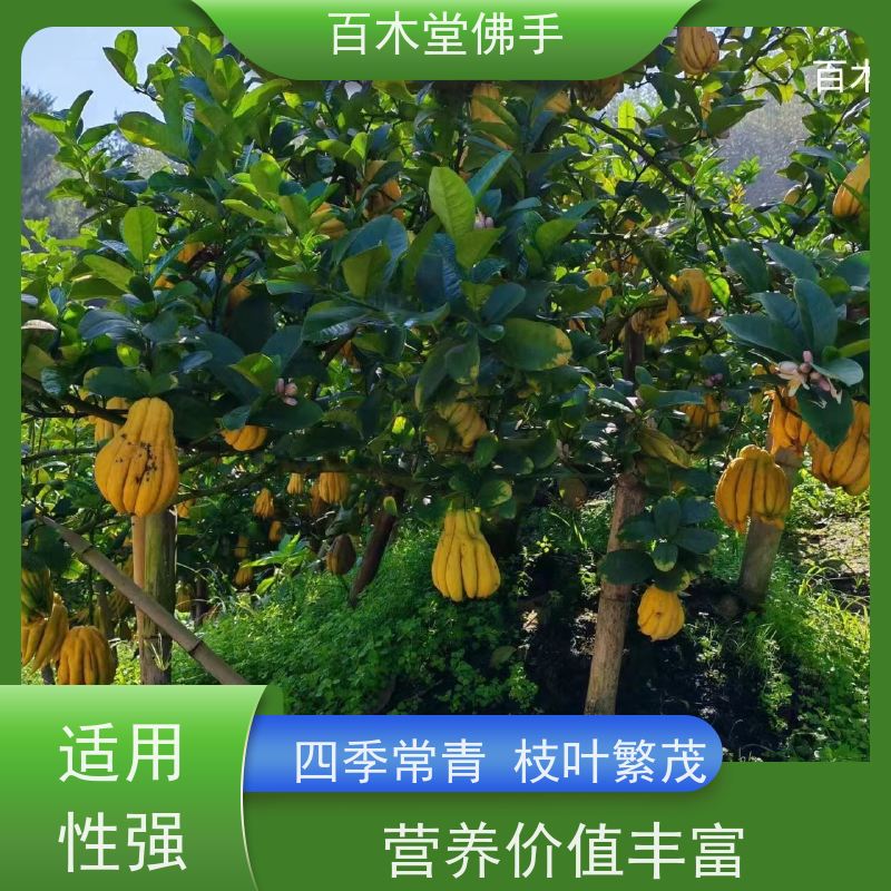 百木堂 万 源佛手苗 生长环境适应性强 道路绿化行道苗