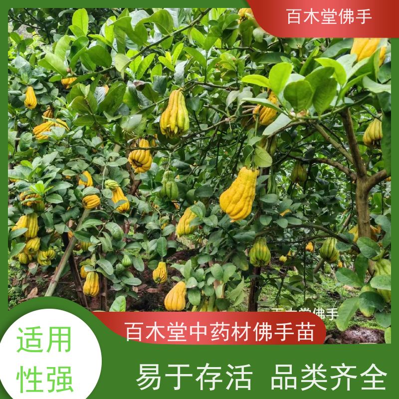 百木堂 达 州佛手苗 适用性强 规格齐全 中药材种植基地 