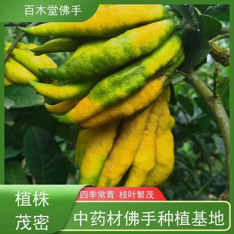百木堂 良种佛手批发 生长迅速 品种齐全 植株茂密 用途广泛