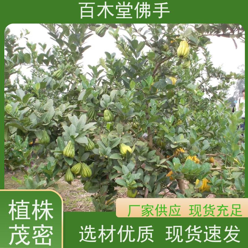 百木堂 金佛手苗种植 高成活率 较耐干旱 城市景观绿化树