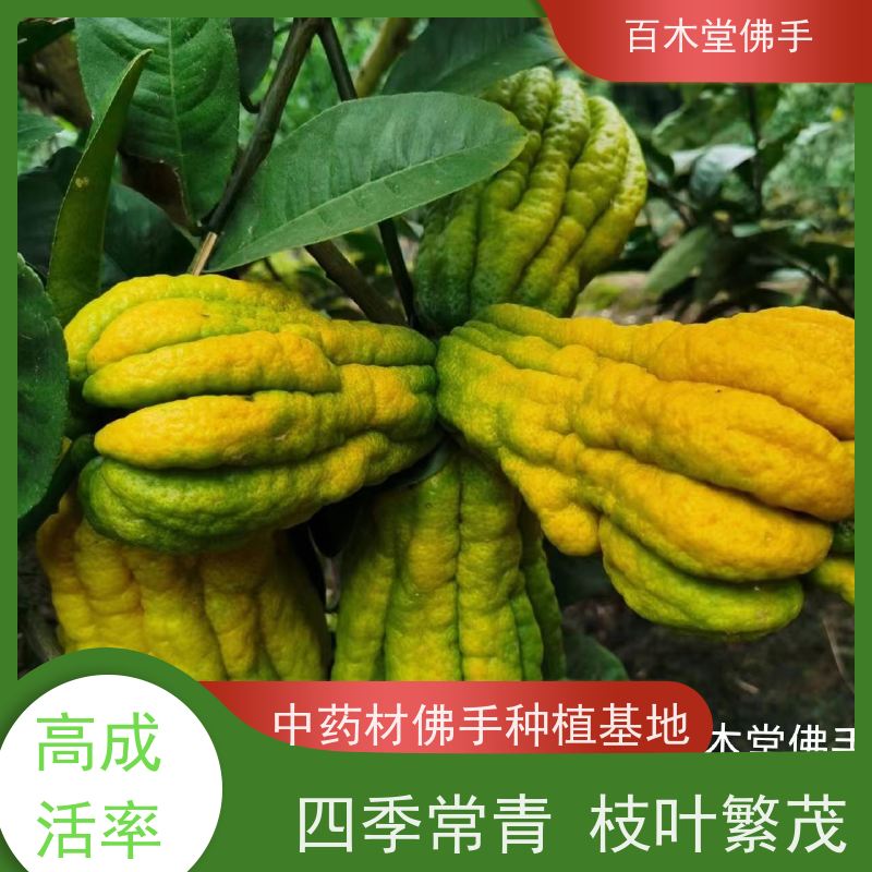 百木堂 佛手柑苗种植 生长环境适应性强 用于庭院装饰