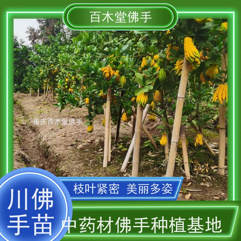 百木堂 佛手柑苗种植 适用性强 规格齐全 用于室内外盆景