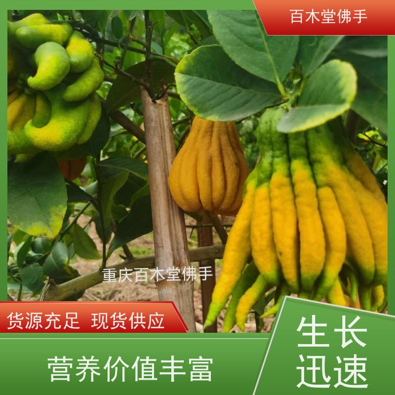 百木堂 广佛手苗种植 生长迅速 品种齐全 园林景区栽植