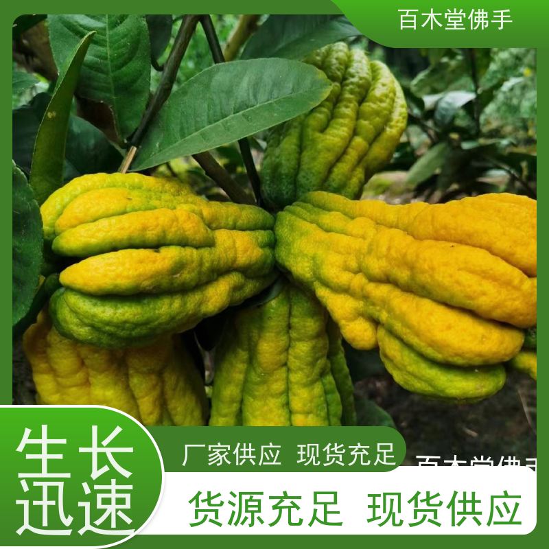百木堂 川佛手苗种植 生长迅速 品种齐全 园林景区栽植