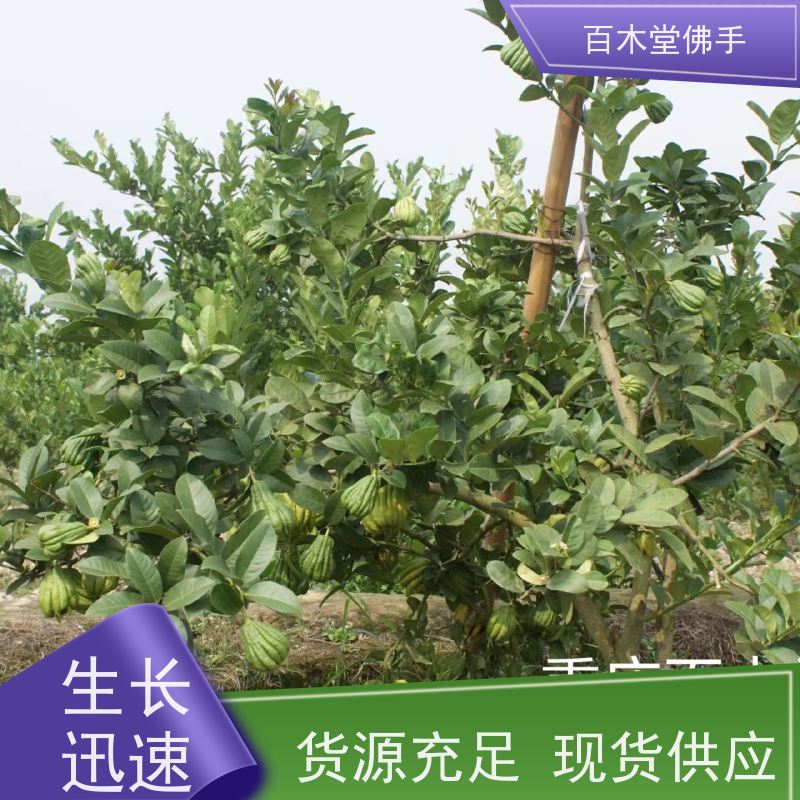 百木堂 金佛手苗种植技术 树形丰富 成活率高 城市景观绿化树