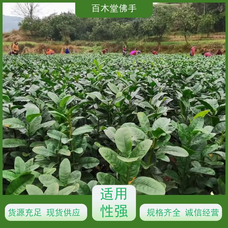 百木堂 广佛手苗种植技术 枝叶紧密 美丽多姿 用于庭院装饰